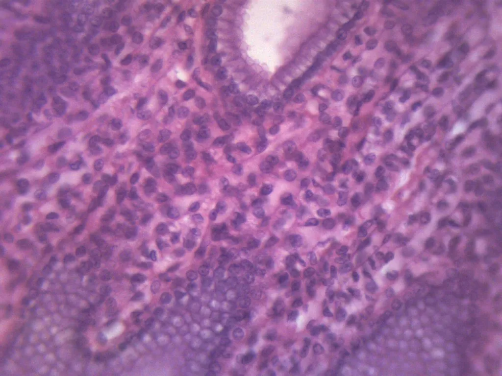 Simple Cuboidal Epithelium, Mammal - Prepared Microscope Slide - 75x25mm